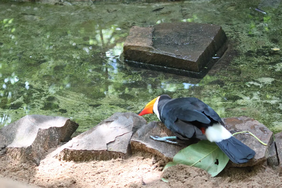 A toco toucan among rocks at Parque das Aves
