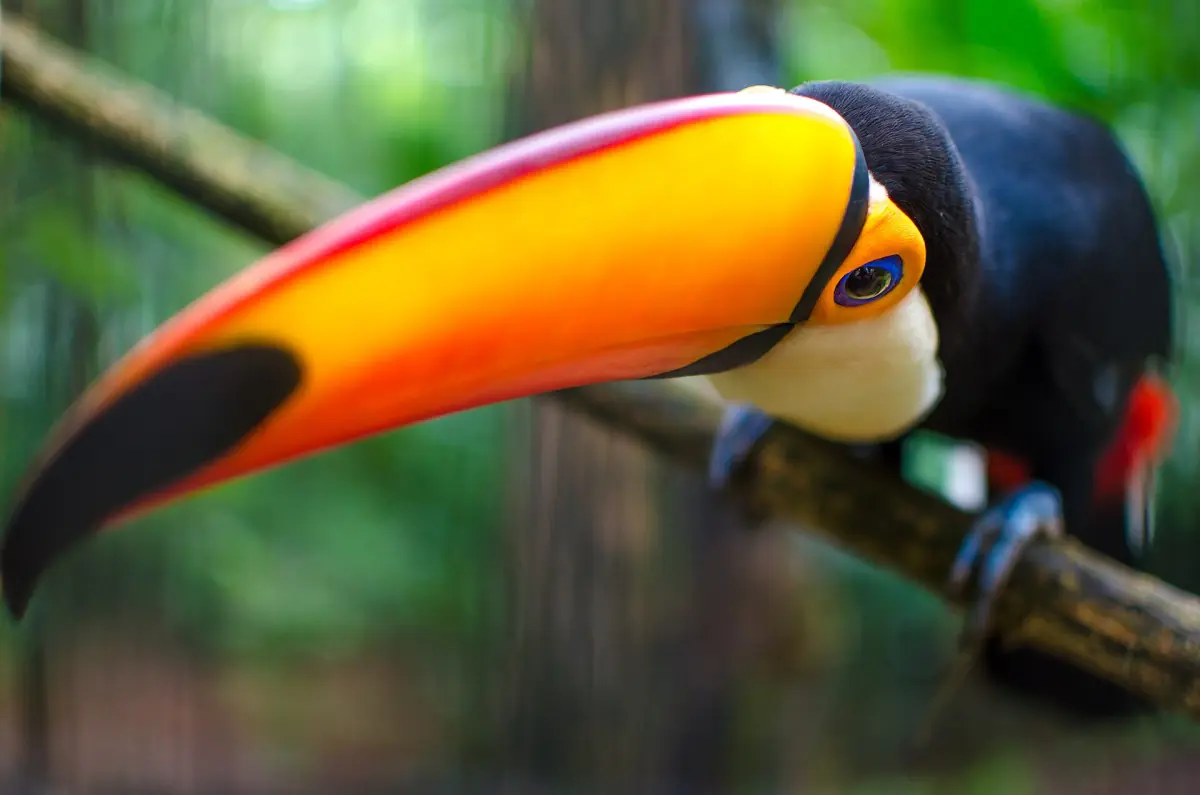 Close-up of a toco toucan on a branch